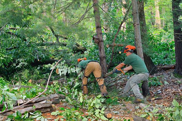  Los Luceros, NM Tree Service Pros